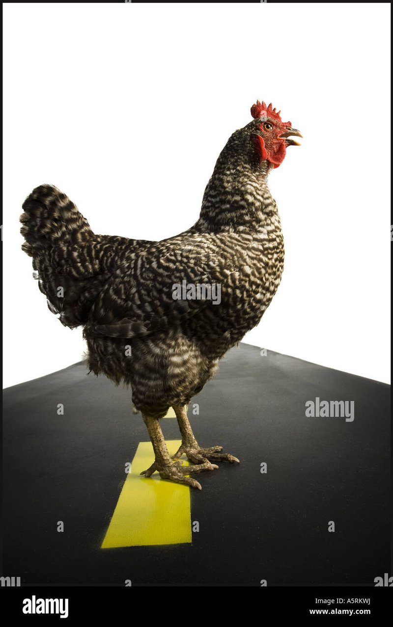 Image: Conoce los secretos detrás del juego popular de la Carretera de la Pollo en