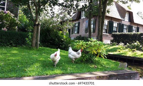 Image: Speel Chicken Road Casino in Nederland: Jouw Gokspel Avontuur Wacht